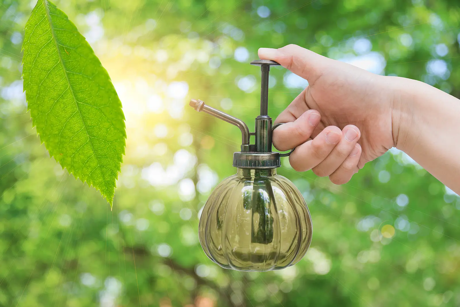 Eco-Friendly Pest Control for Westminster Rental Properties: Why It Matters